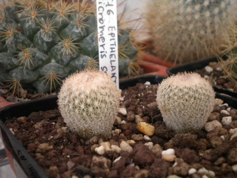 Epithelantha micromeris v. rufispina 