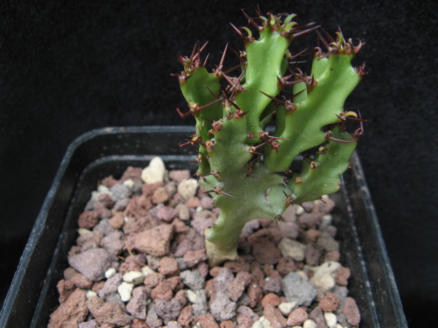 Euphorbia rugosiflora 