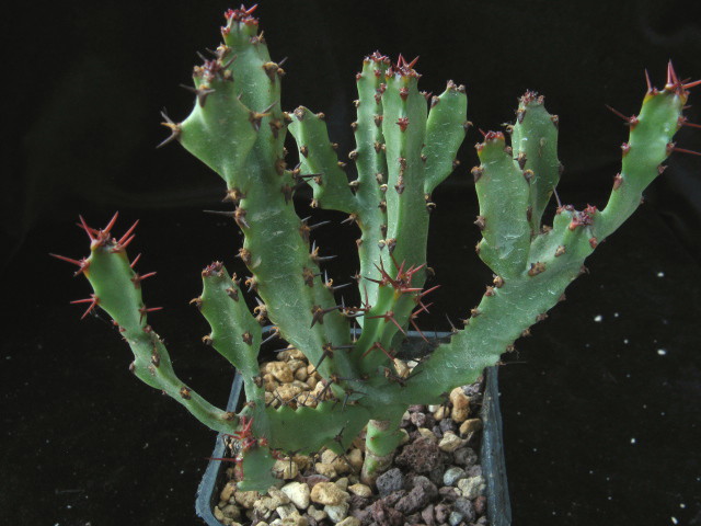 Euphorbia rugosiflora 