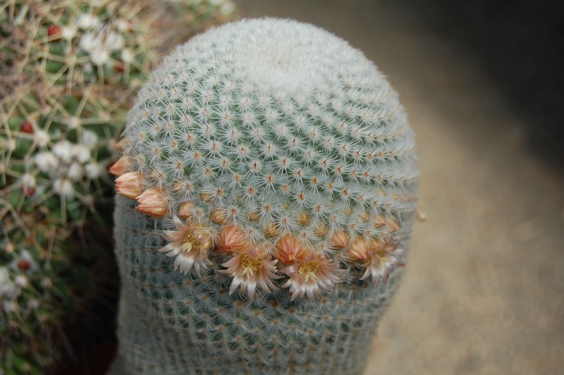 Mammillaria supertexta 