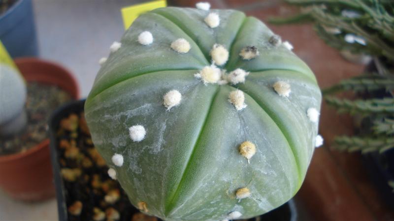 Astrophytum asterias cv. ruri kabuto 