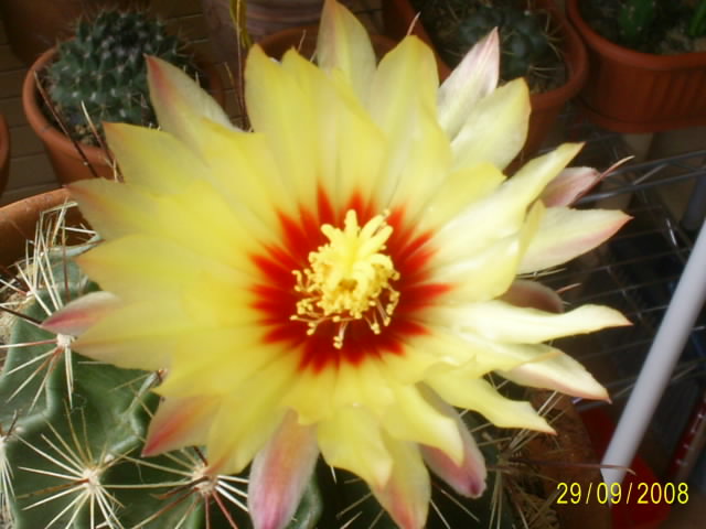 Thelocactus setispinus 