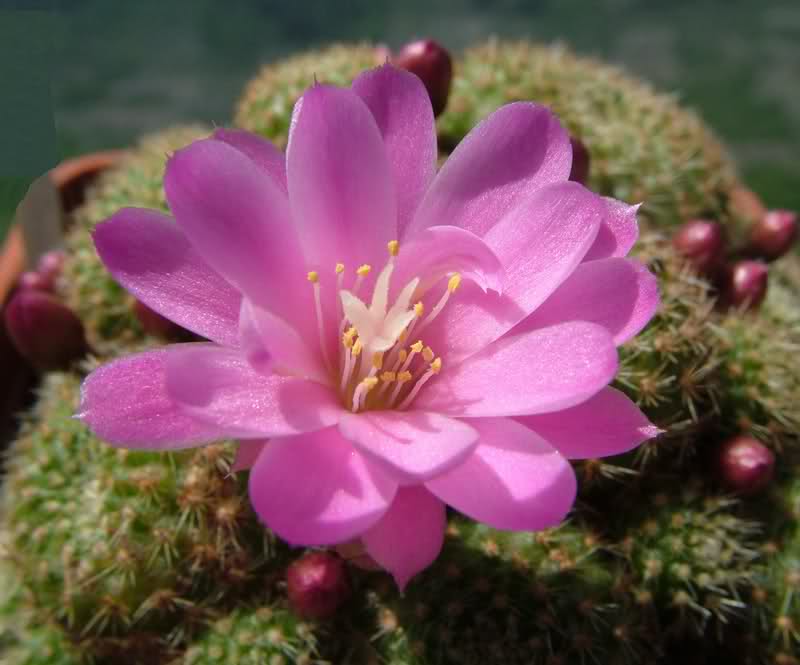 Rebutia perplexa 