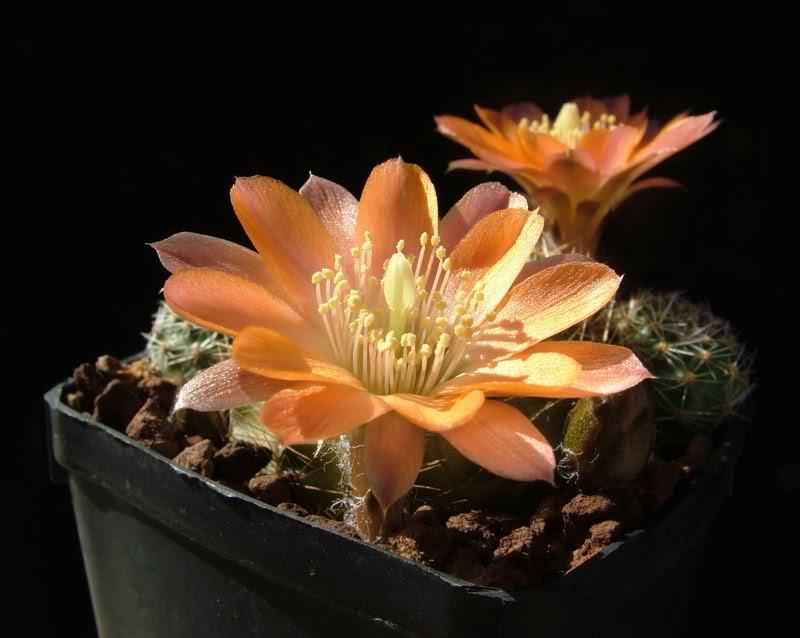 Rebutia haagei v. mudanensis R689