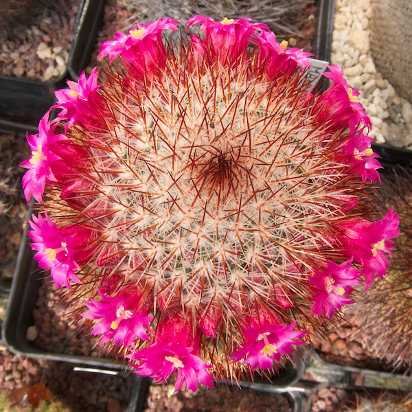 Mammillaria meyranii 