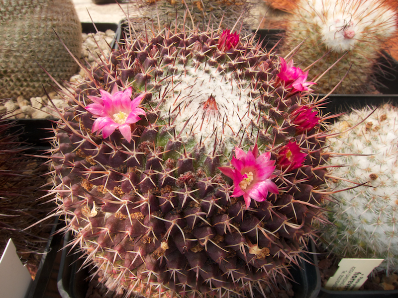 Mammillaria mystax 