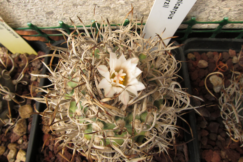 Turbinicarpus schwarzii 