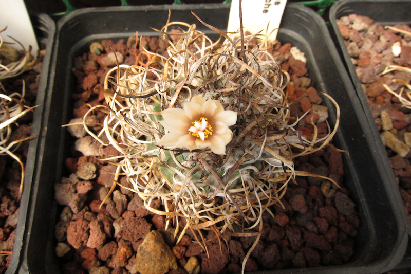 Turbinicarpus schmiedickeanus ssp. klinkerianus cv. el huizache 