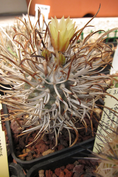 Turbinicarpus flaviflorus 