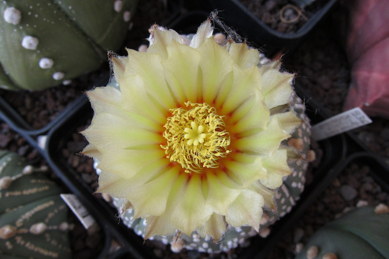 Astrophytum asterias cv. super kabuto 