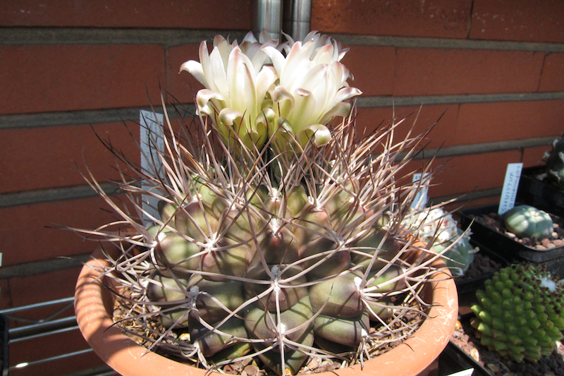 gymnocalycium pungens