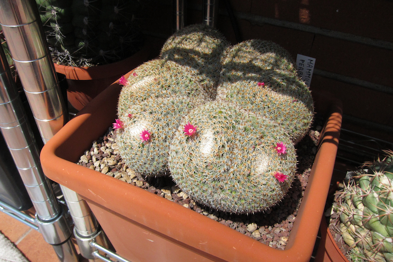 Mammillaria perbella 