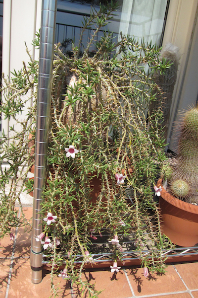 Pachypodium bispinosum 