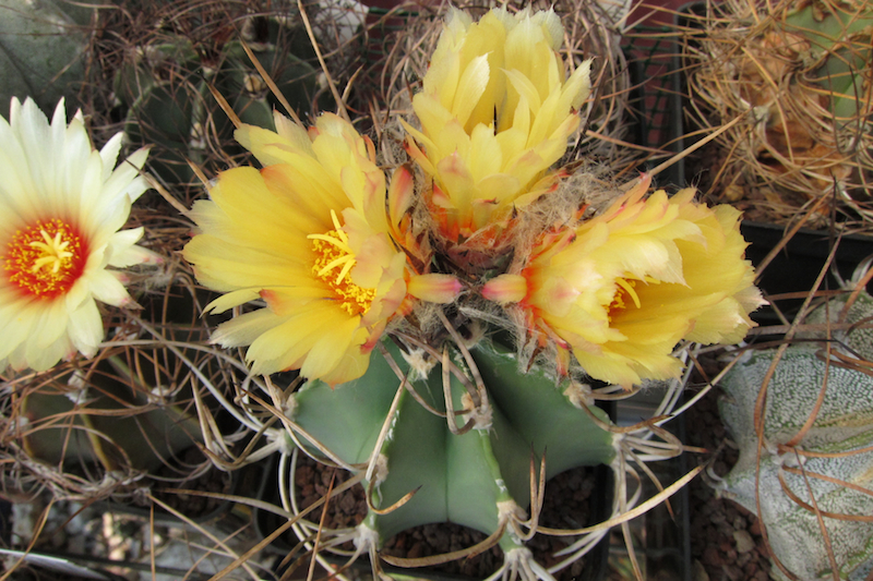 Astrophytum capricorne v. niveum f. nudum 