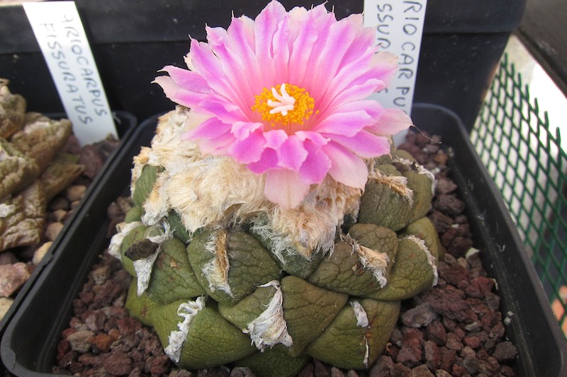 Ariocarpus fissuratus v. lloydii 