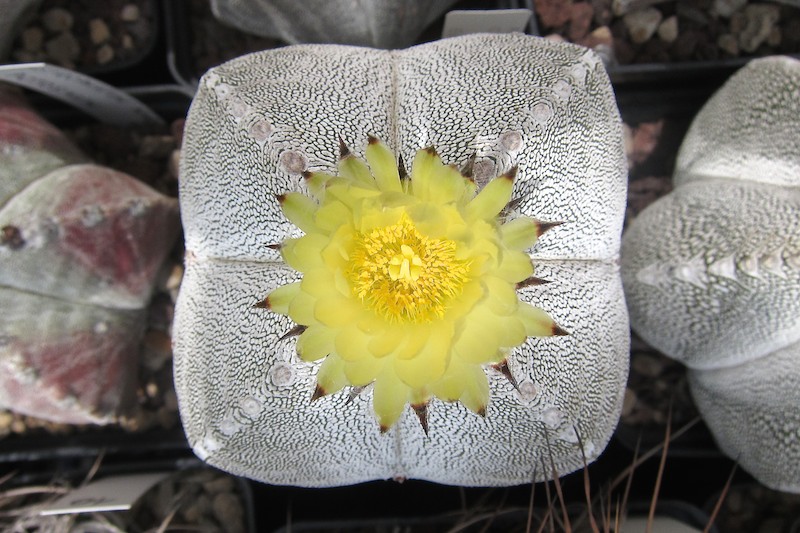 Astrophytum myriostigma f. quadricostatum cv. onzuka 