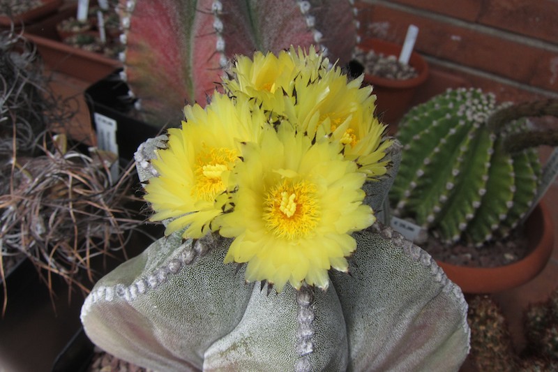 Astrophytum myriostigma 