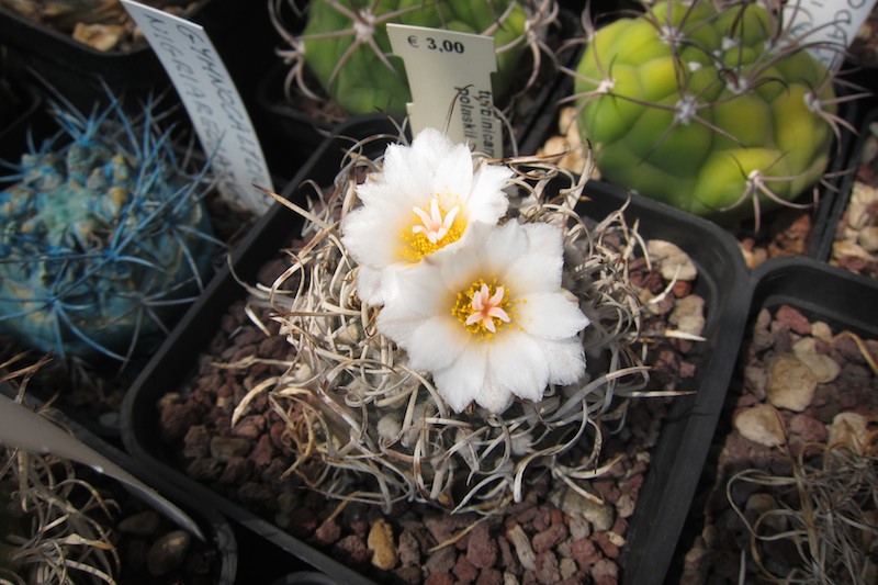 Turbinicarpus polaskii 