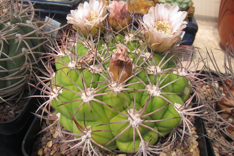 Gymnocalycium saglionis 