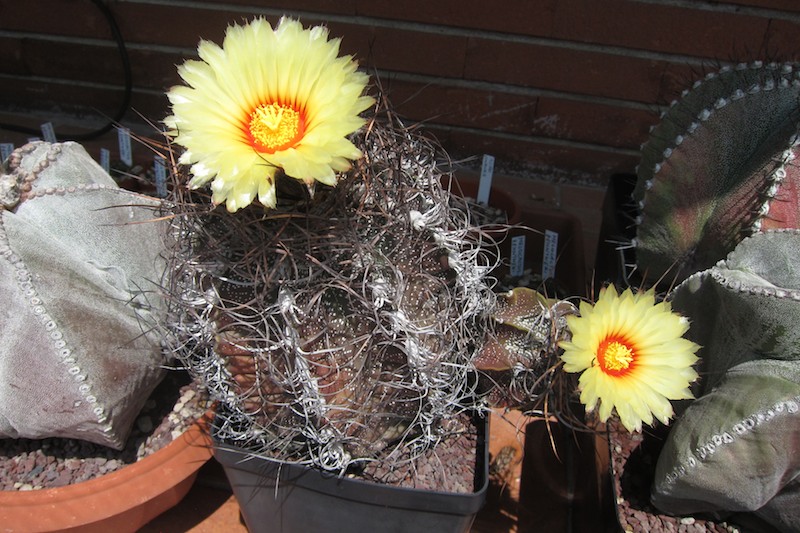 Astrophytum capricorne 