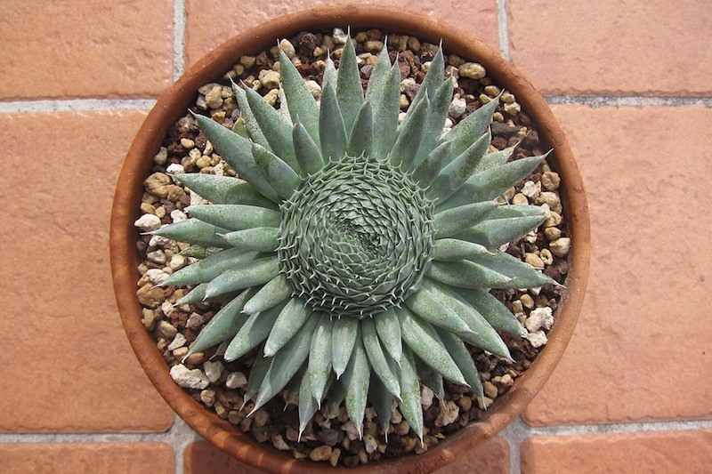 Orostachys spinosa 