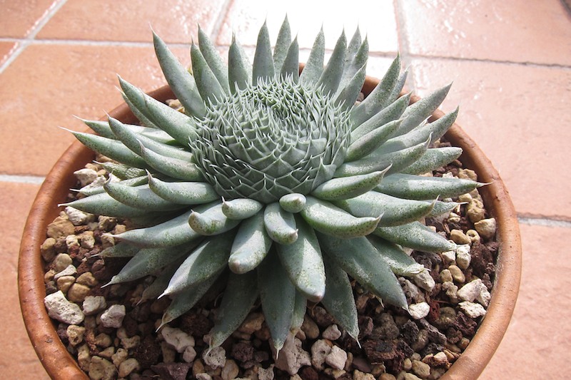 Orostachys spinosa 