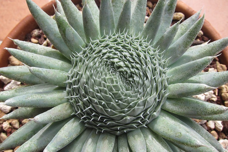 Orostachys spinosa 