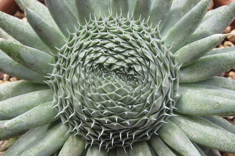 Orostachys spinosa 