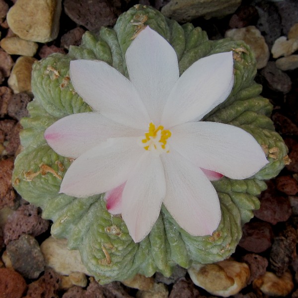 Aztekium ritteri 