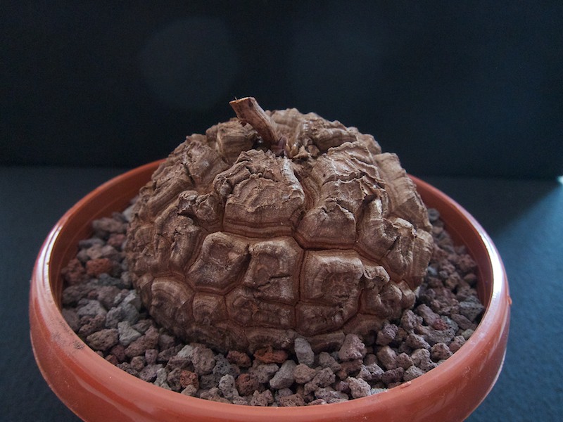 Dioscorea elephantipes 