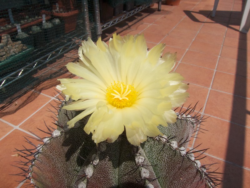 Astrophytum myriostigma x ornatum 