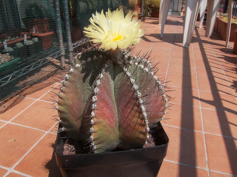 Astrophytum myriostigma x ornatum 