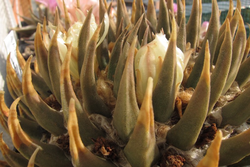 Ariocarpus trigonus v. minor 