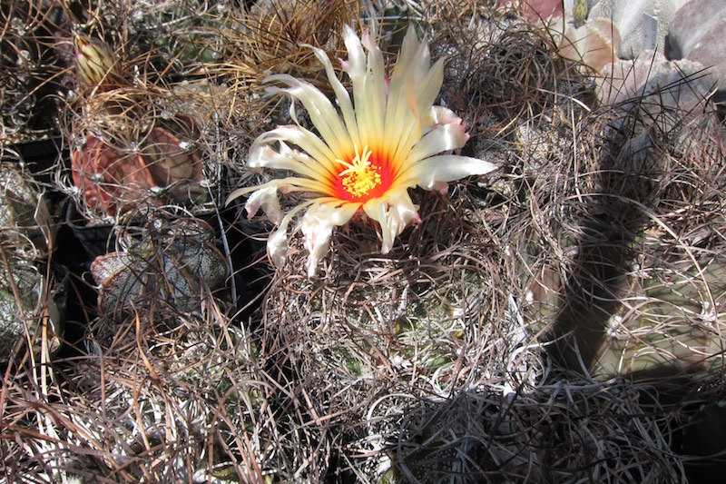 Astrophytum capricorne v. minor 