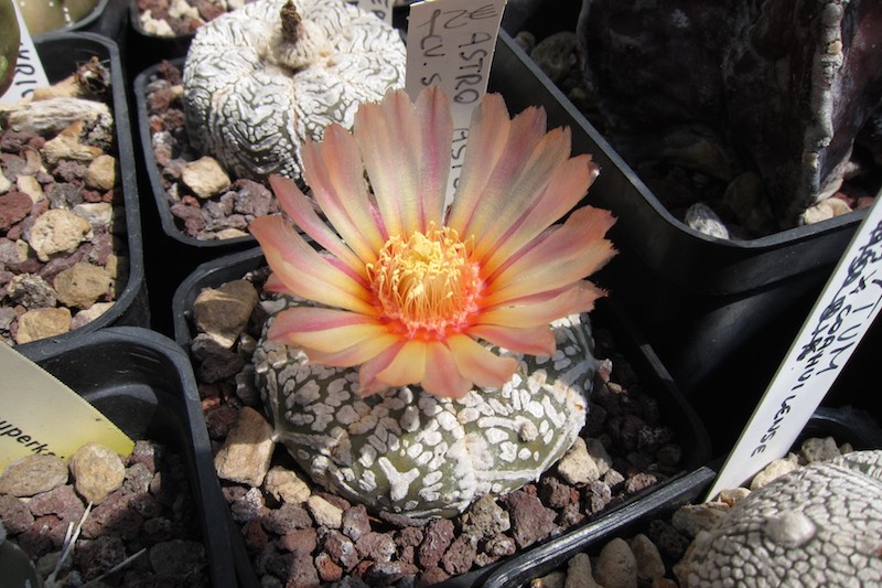 Astrophytum asterias cv. super kabuto v-type 