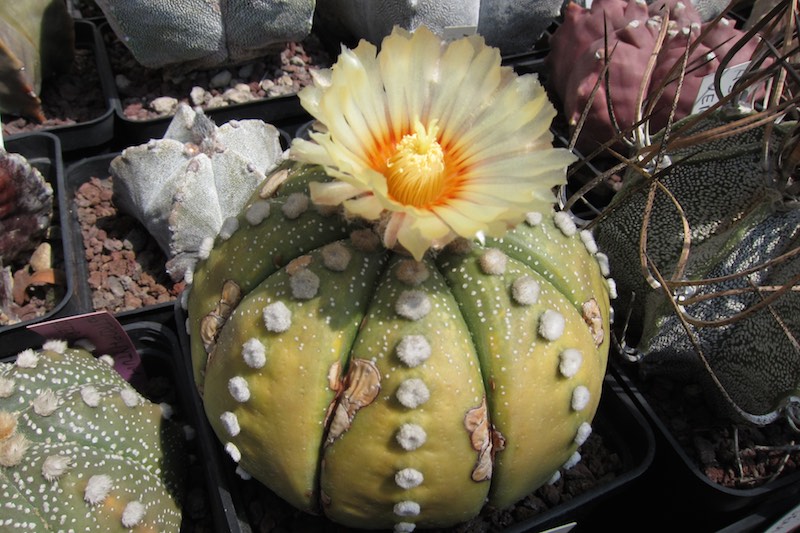 Astrophytum asterias 