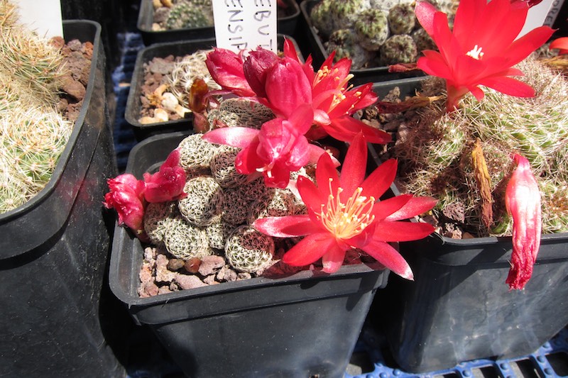 Rebutia densipectinata KK 849