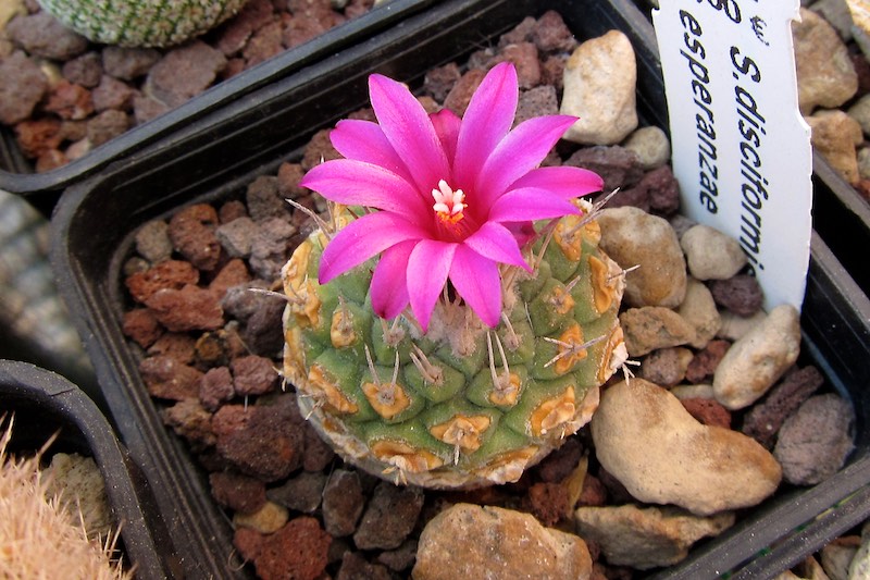 Strombocactus disciformis ssp. esperanzae 