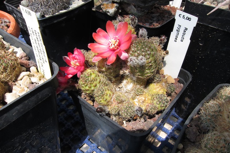 Rebutia pygmaea 