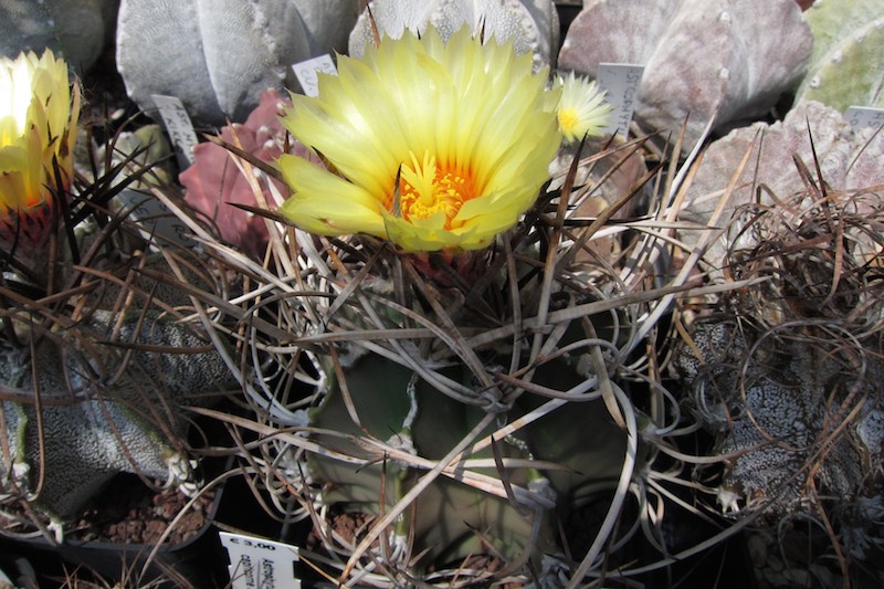 Astrophytum capricorne v. niveum f. nudum 