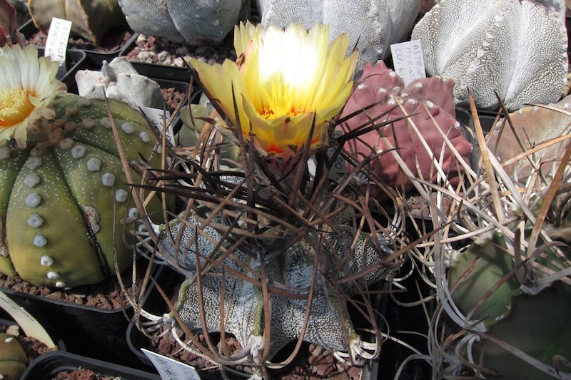 Astrophytum capricorne v. niveum 