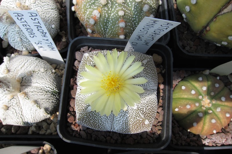 Astrophytum myriostigma f. quadricostatum cv. onzuka 