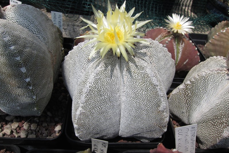 Astrophytum myriostigma cv. Onzuka 