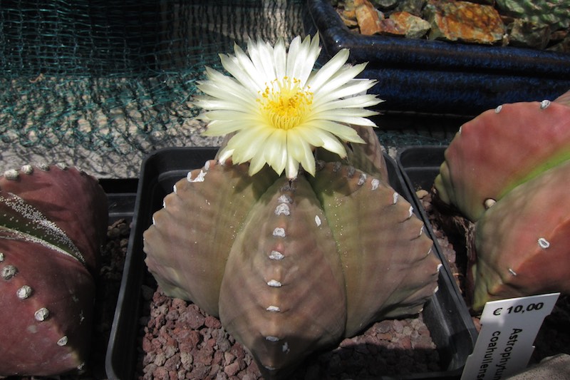 astrophytum myriostigma cv. costa