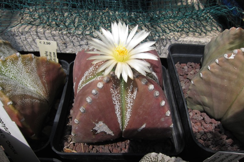 Astrophytum myriostigma v. nudum 