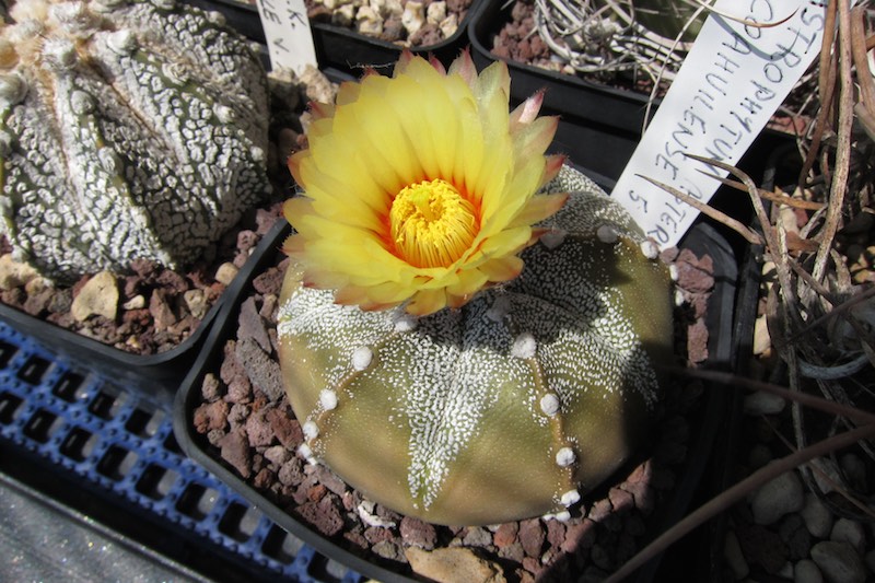 Astrophytum asterias x coahuilense 