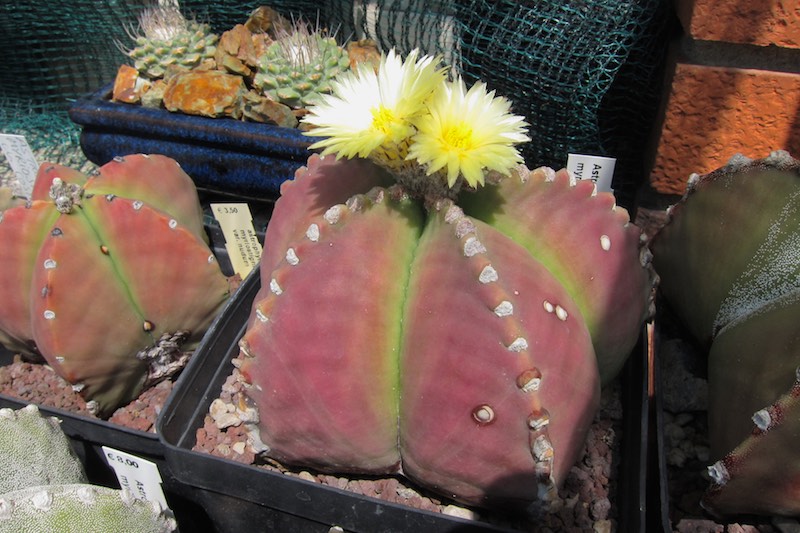 Astrophytum myriostigma v. nudum 