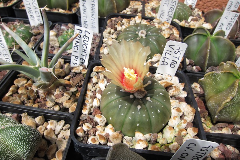 Astrophytum asterias 