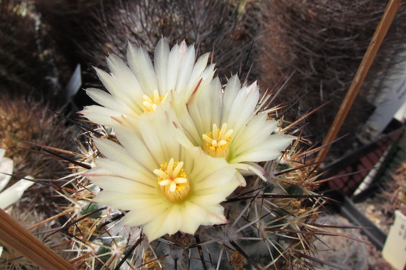 Coryphantha georgii 