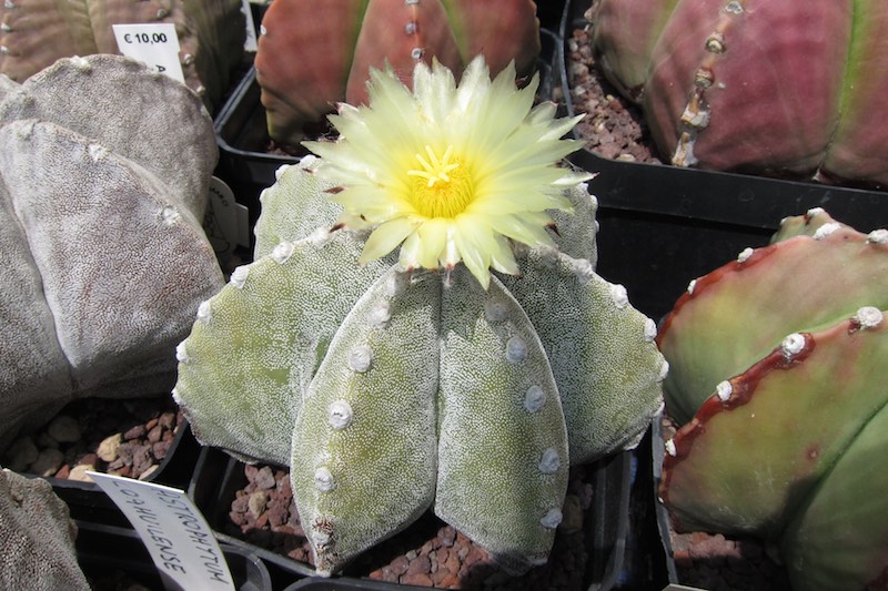 Astrophytum myriostigma f. multicostatum 